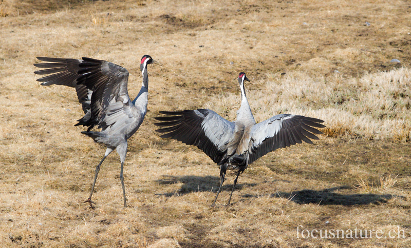 Grue 4995.jpg - Grue cendrée, Grus Grus, Common Crane - Parade au Hornborgasjon (Suède) Avril 2013